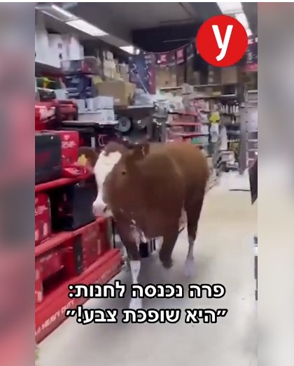 Корова увірвалася до магазину в Ізраїлі та влаштувала погром (відео)