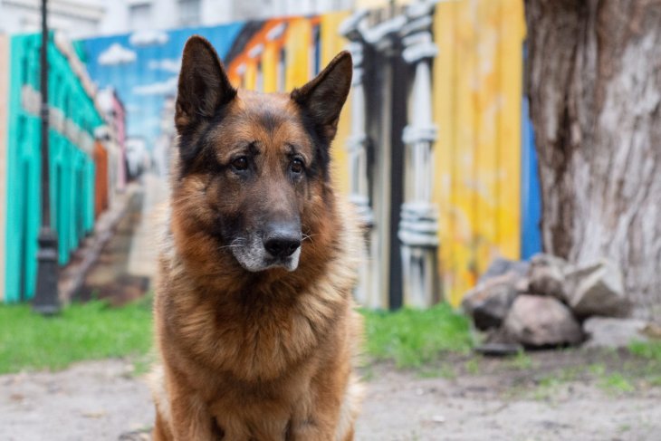 Пес ледь помістився в куплений для нього басейн (ВІДЕО)
