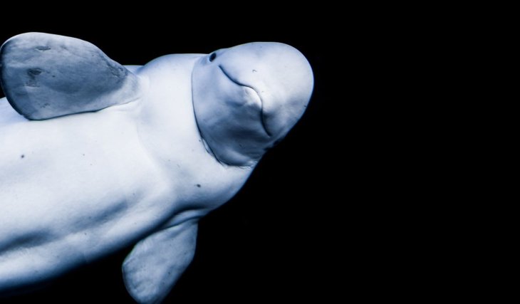 Сміх до сліз: гігантська білуха грає в м'яч із моряками (ВІДЕО)