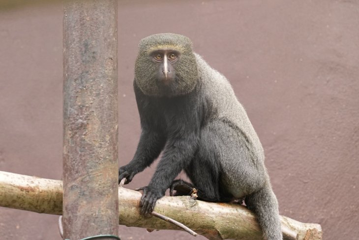 Смішна мавпа &laquo;усиновила&raquo; бродячого цуценя (ФОТО)