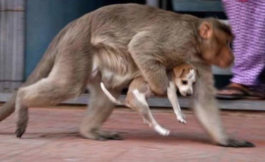 Смішна мавпа «усиновила» бродячого цуценя (ФОТО)