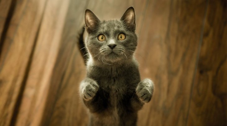 Мережі насмішила реакція кота на мильну піну (ВІДЕО)