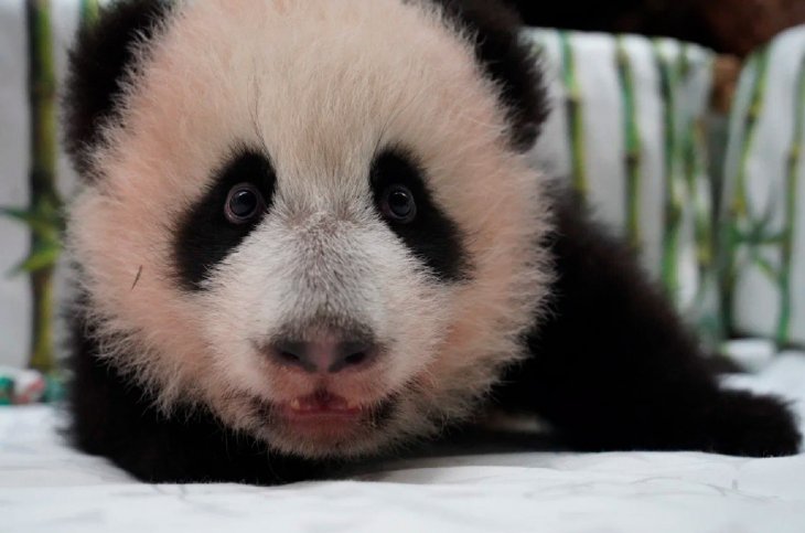 Незграбна маленька панда не змогла перевернутись (ВІДЕО)