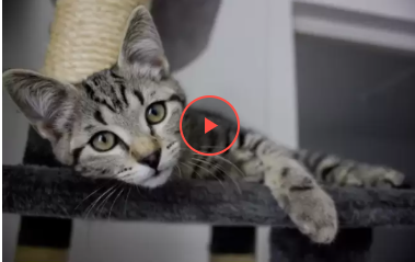 Хитрий напад милого котика на господарку розсмішив користувачів YouTube