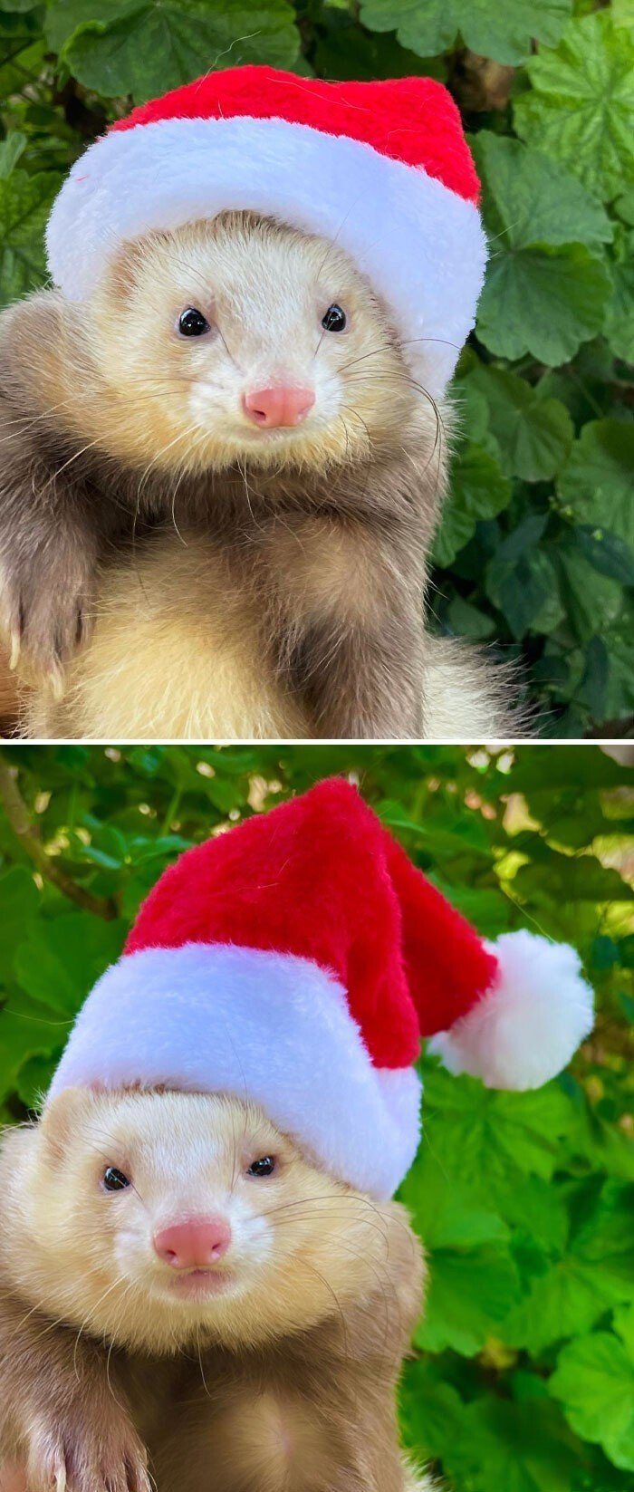 Домашні вихованці, які зловили новорічний настрій