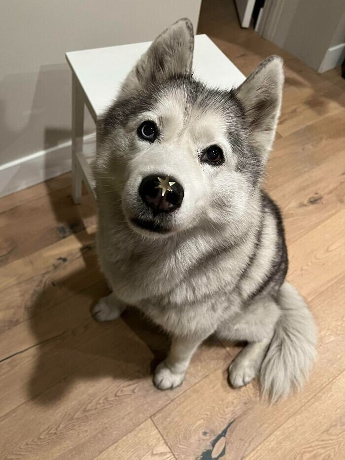 Домашні вихованці, які зловили новорічний настрій