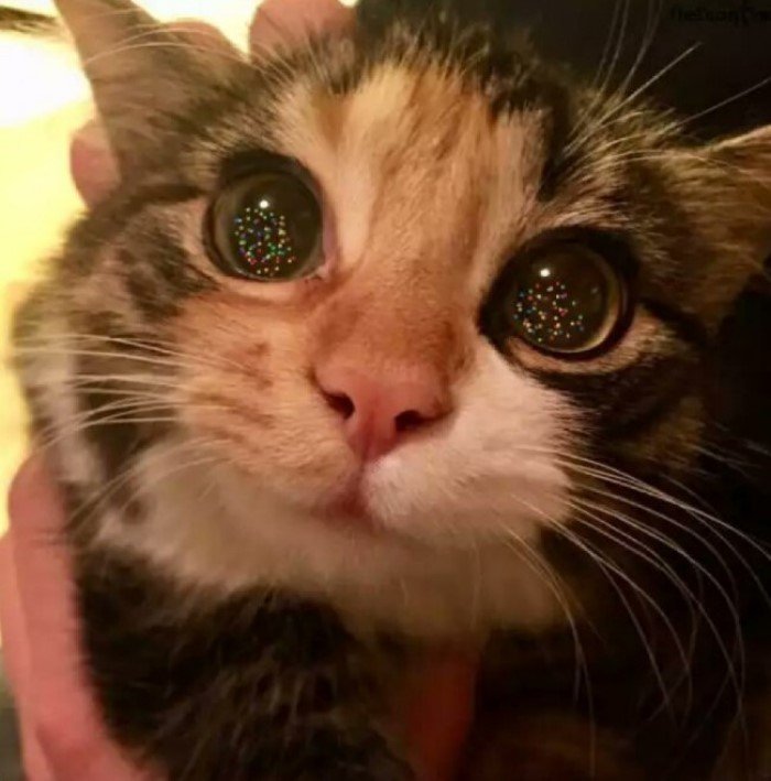 Домашні вихованці, які зловили новорічний настрій