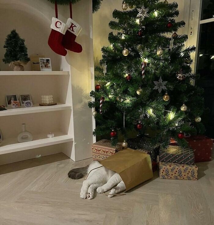 Домашні вихованці, які зловили новорічний настрій