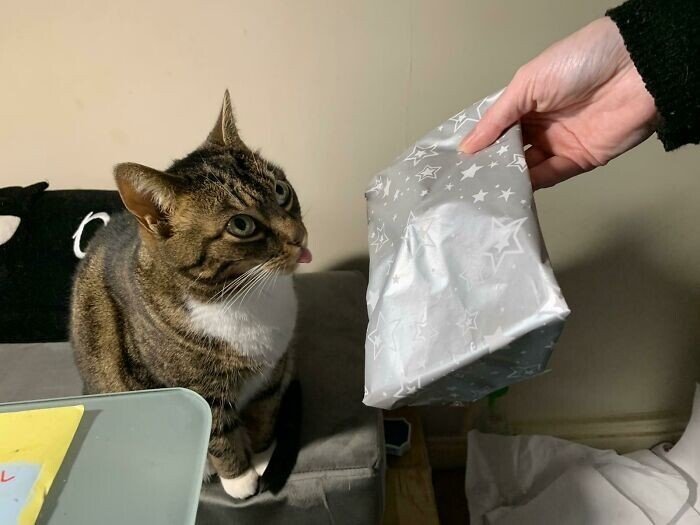 Домашні вихованці, які зловили новорічний настрій