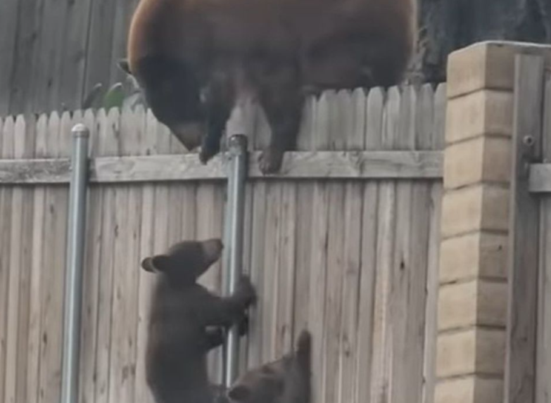 Ведмедиця, яка навчає своїх ведмежат лазити по парканах, потрапила на відео