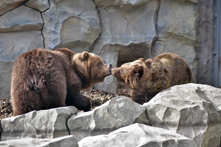 Американська сім&rsquo;я виявила &ldquo;дивні&rdquo; звуки хропіння під своїм будинком