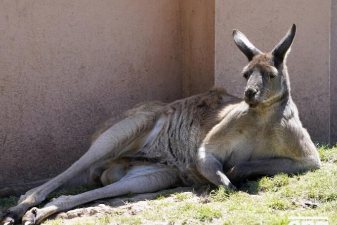 У Чехії втік кенгуру, якого купили дітям на Різдво. Рятувальники кілька разів пробували упіймати тварину