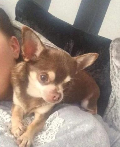 У Великій Британії птах здійснив нахабне викрадення собаки (ФОТО)