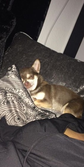 У Великій Британії птах здійснив нахабне викрадення собаки (ФОТО)