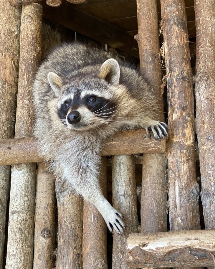 Голодний єнот стягнув з ганку чужу піцу (ВІДЕО)