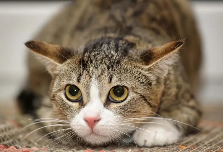 Кішка зручно влаштувалась прямо в половинці кавуна (ВІДЕО)