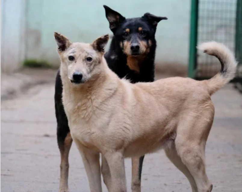 Собака втік із ящика і влаштував шалені гонки льотним полем аеропорту
