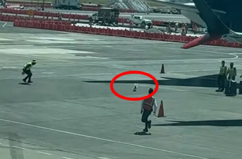 Собака втік із ящика і влаштував шалені гонки льотним полем аеропорту