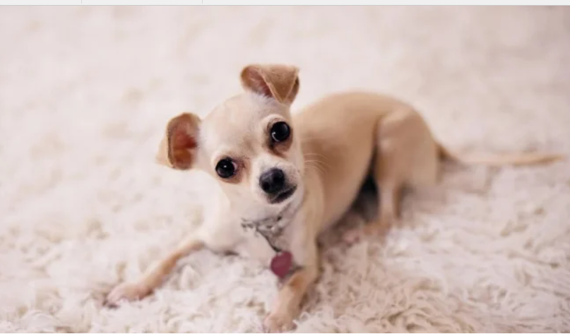 Новий хіт: собака розслабився в джакузі господарів (відео)