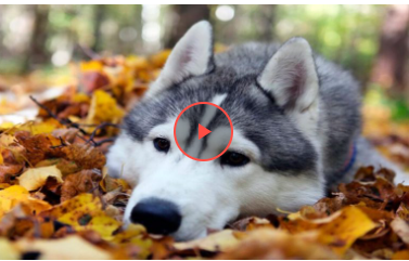 Хаскі допоміг маленькому другові забратися до будинку (відео)