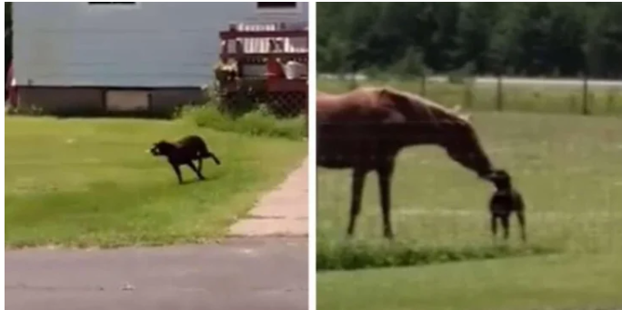 Собака вирушив у стайню, щоб поділитися їжею з конем (ФОТО)