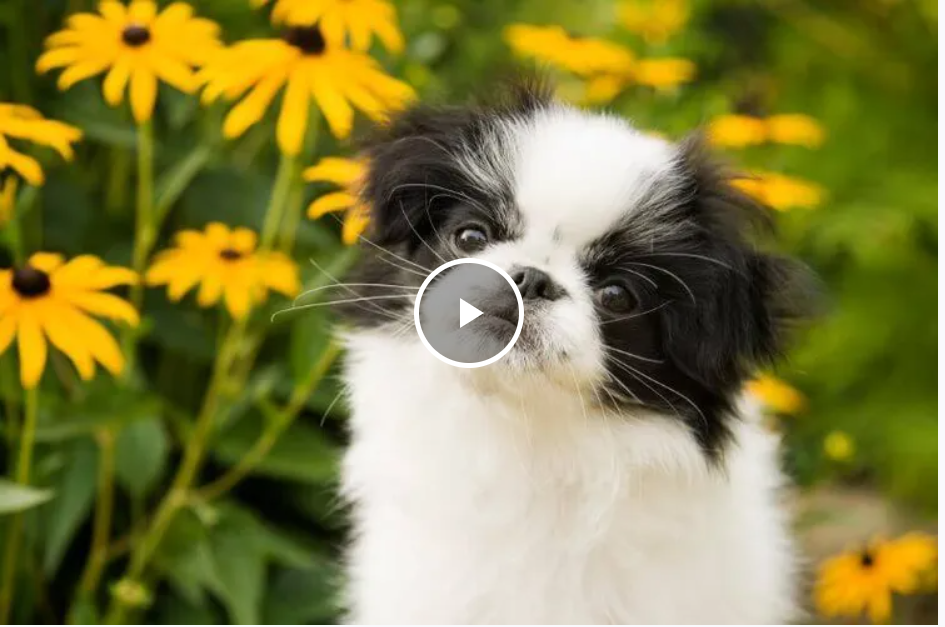 Так і хочеться обійняти: топ наймиліших порід собак 