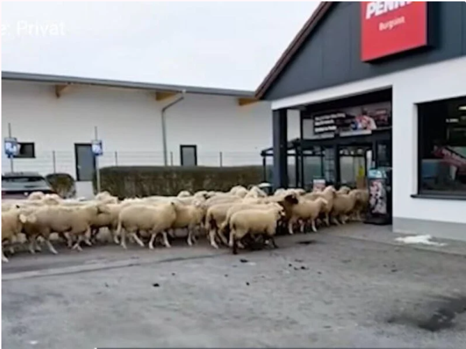Отара овець атакувала магазин, а пастух звинуватив у всьому жолуді. Відео моменту штурму