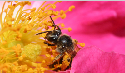 Перуанські бджоли першими у світі отримали право на захист у суді