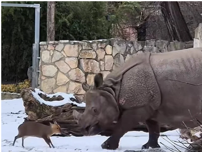 Маленьке оленя атакувало носорога через тестостерон. Відео з польського зоопарку розірвало мережу