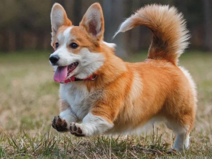 Собака знайшов кумедний спосіб розважитися (відео)