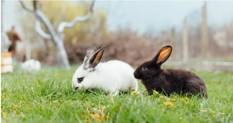 Мережі розсмішив незграбний «мисливець», який не зміг упіймати кролика (відео)