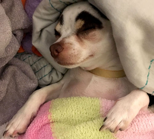 симпатична чихуахуа з бровами