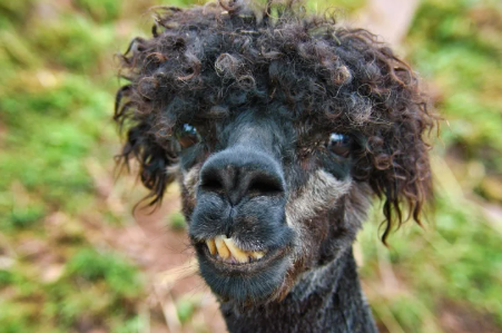 На відео потрапила кучерява альпака, що катається зі своїм господарем на автомобілі