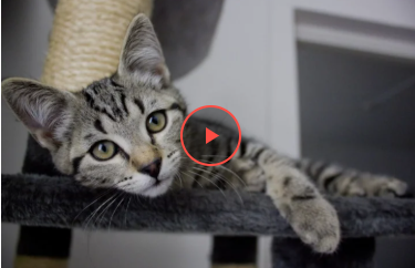 Хитрий напад милого котика на господарку розсмішив користувачів YouTube
