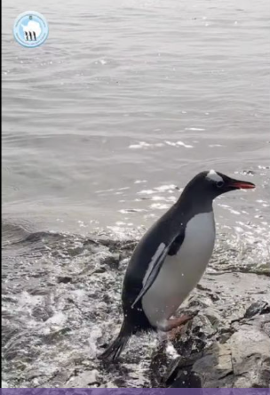 Як пінгвіни поблизу "Вернадського" повертаються на суходіл після полювання на криля (ВІДЕО)