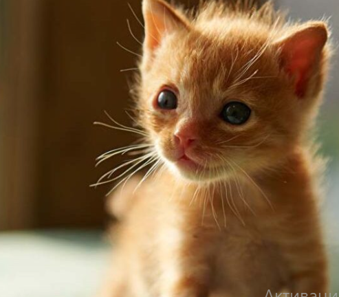 Смішні кошенята влаштували бій у іграшковому рингу (відео)