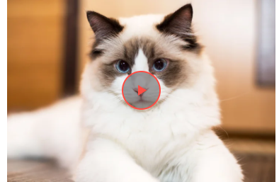 Мережі насмішила кішка з незвичним талантом (відео)