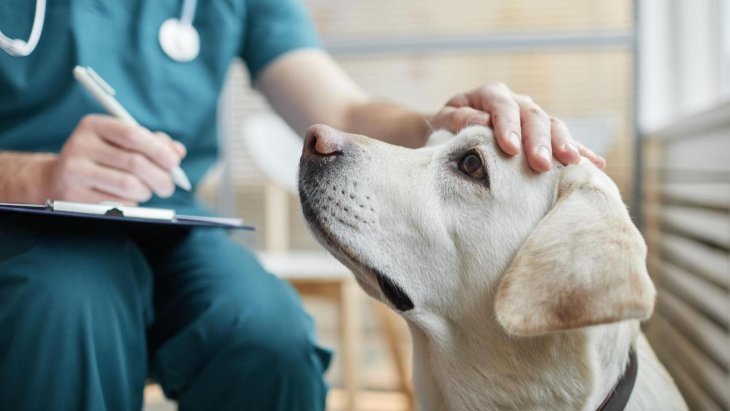 Мережі насмішила реакція собаки на часточку лимона (ВІДЕО)