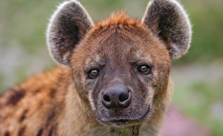 Хитра гієна знайшла спосіб обдурити левицю (ВІДЕО)