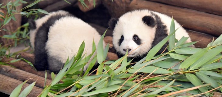 &laquo;Виховний момент&raquo;: Мережі повеселіло сімейство панд (ВІДЕО)