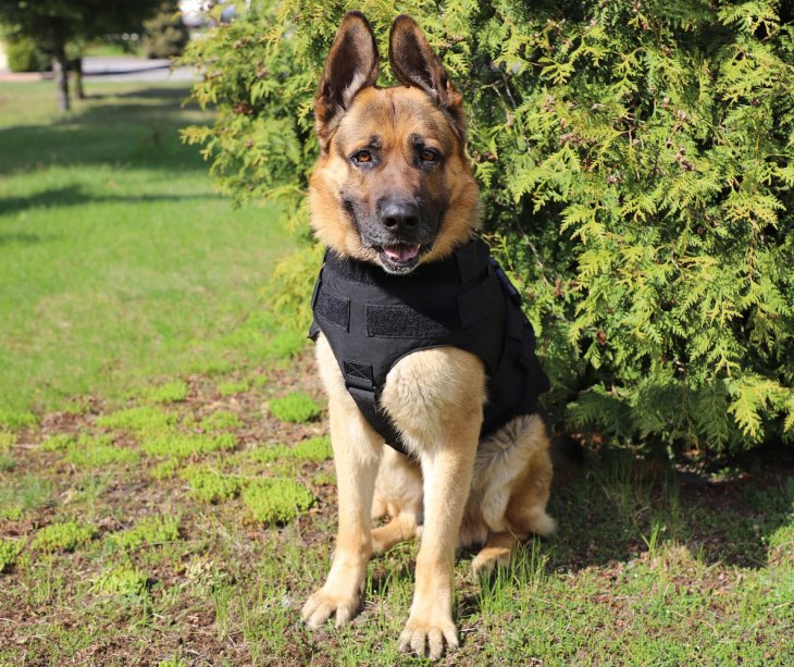 Реакція собак, що провинилися: на це неможливо дивитися без сміху (ВІДЕО)