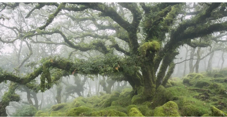 Гоббіти могли топтати тут доріжки: ліс із "Володаря перснів" Толкіна дійсно існує (відео)