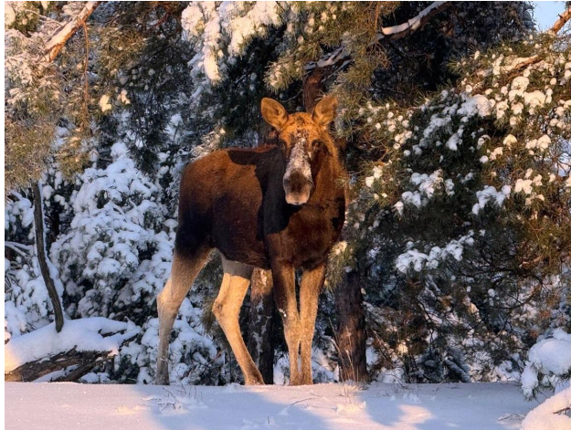 Трапляються в неочікуваних місцях: в районі Чорнобиля зафіксували лося