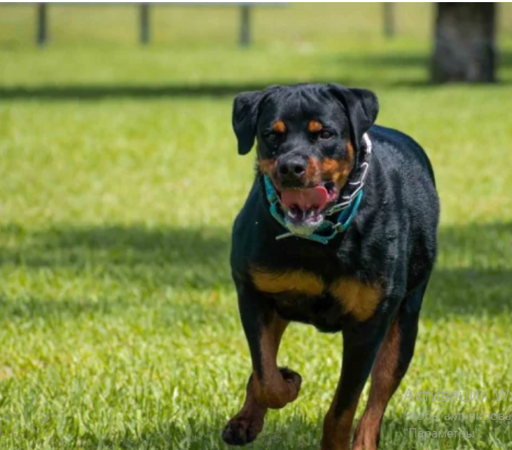 Найкращий ротвейлер у світі. Собака "усиновив" морських свинок