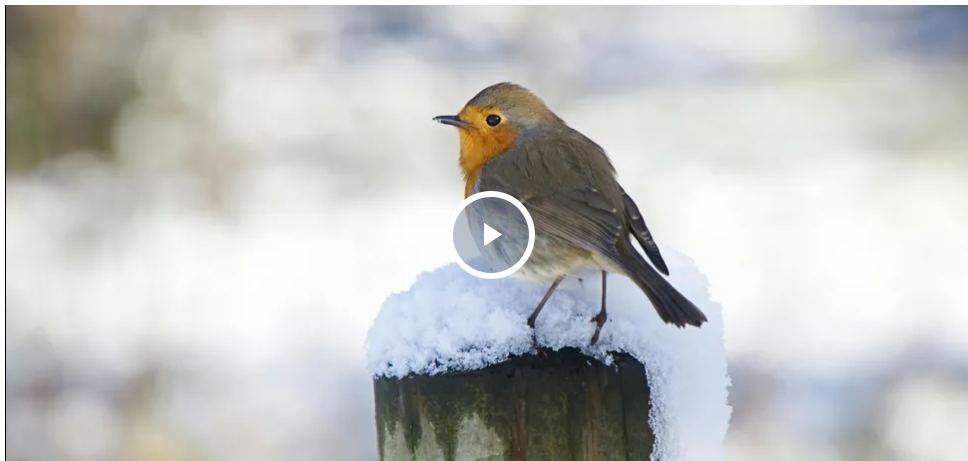 Лютий здивує "арктичними" морозами: синоптик розповів, якої погоди чекати в Україні