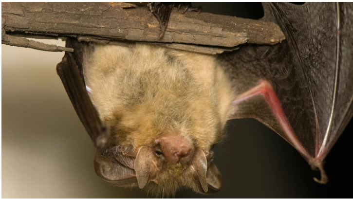 Може спричиняти запалення мозку: чим небезпечний вірус Ніпа, спалах якого зафіксували в Індії