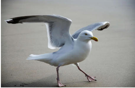 Чайка залишила неуважну туристку без обіду (відео)