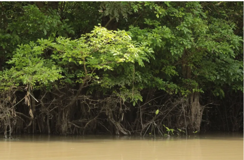 Найбільшу в світі бактерію можна побачити неозброєним оком: вона живе в болоті (ФОТО)