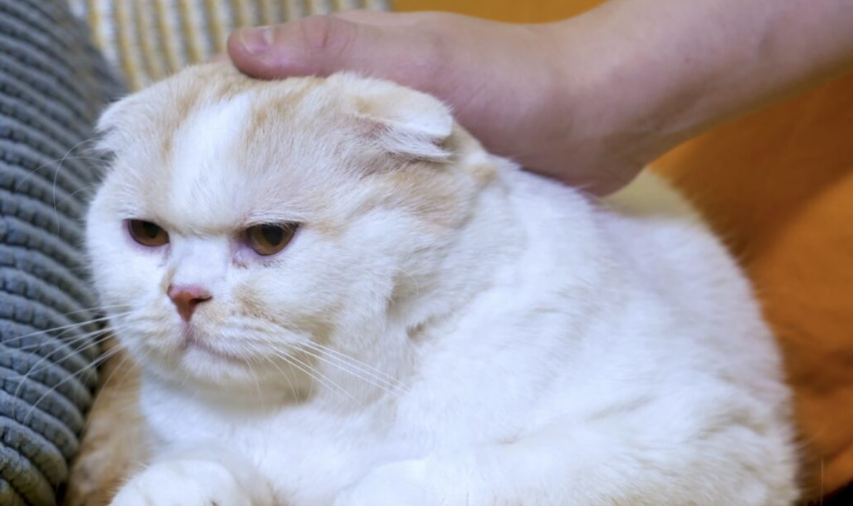 Ветеринари розповіли, чому важливо гладити перед сном котів