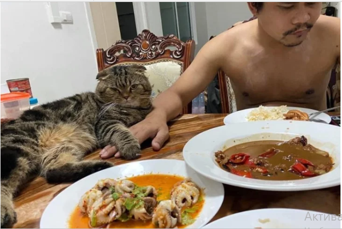 Мережі насмішила історія жінки, якій доводиться боротися за увагу чоловіка з котом (фото)